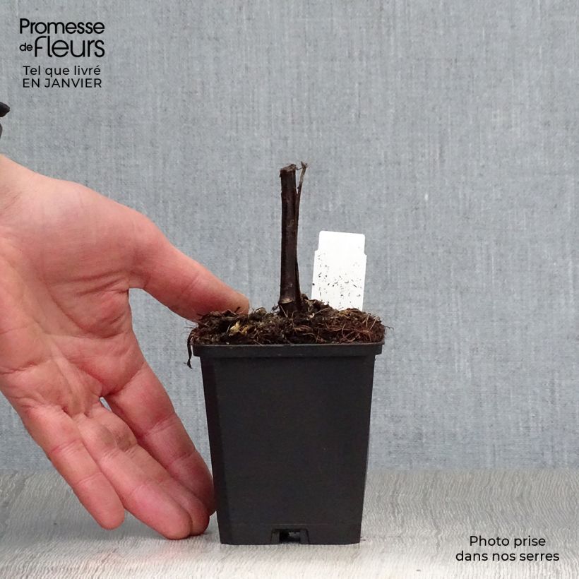 Example of Rudbeckia nitida Herbstsonne - Zonnehoed Kweekpotje van 8/9 cm as you get in hiver