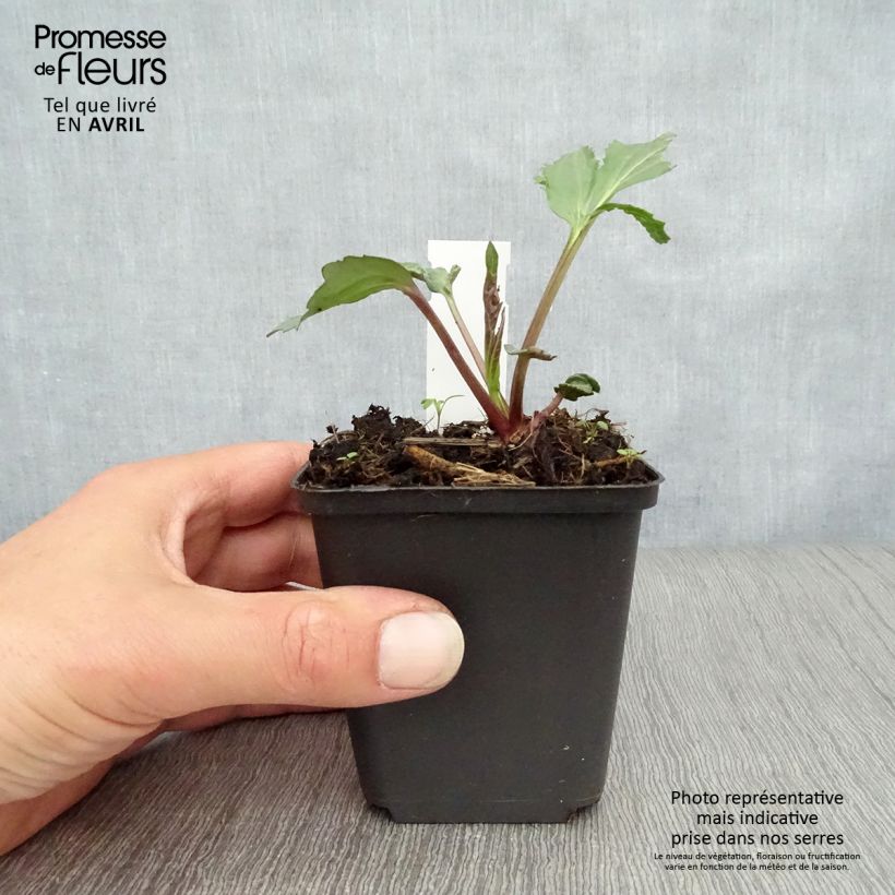 Exemplaar van Rudbeckia nitida Herbstsonne - Zonnehoed Kweekpotje van 8/9 cm zoals geleverd in de lente