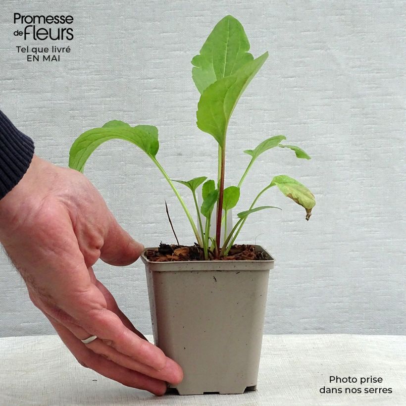 Exemplaar van Rudbeckia Green Wizard - Zonnehoed Kweekpotje van 8/9 cm zoals geleverd in de lente