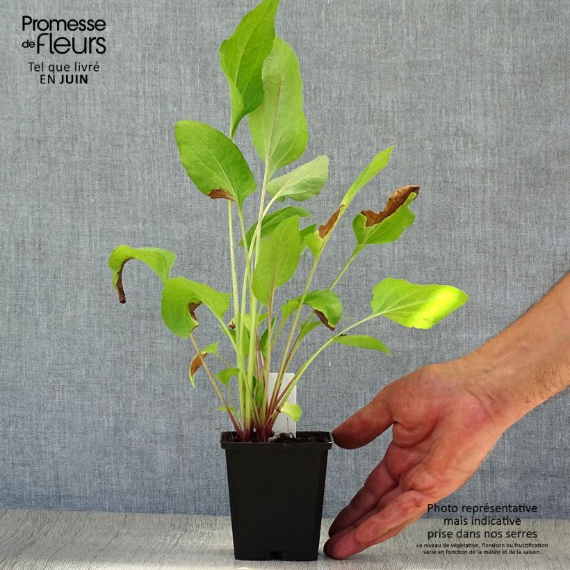 Exemplaar van Rudbeckia Green Wizard - Zonnehoed Kweekpotje van 8/9 cm zoals geleverd in de zomer