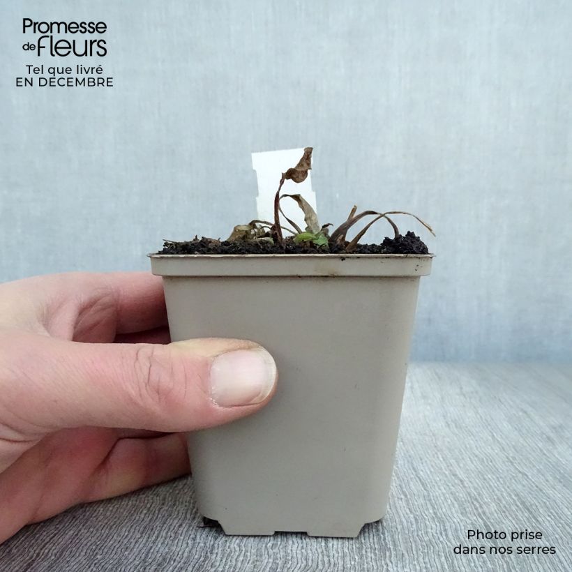 Example of Rudbeckia occidentalis Green Wizard Kweekpotje van 8/9 cm as you get in hiver