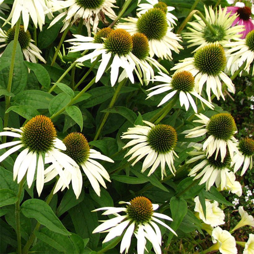 Echinacea purpurea Alba - Rode zonnehoed (Flowering)