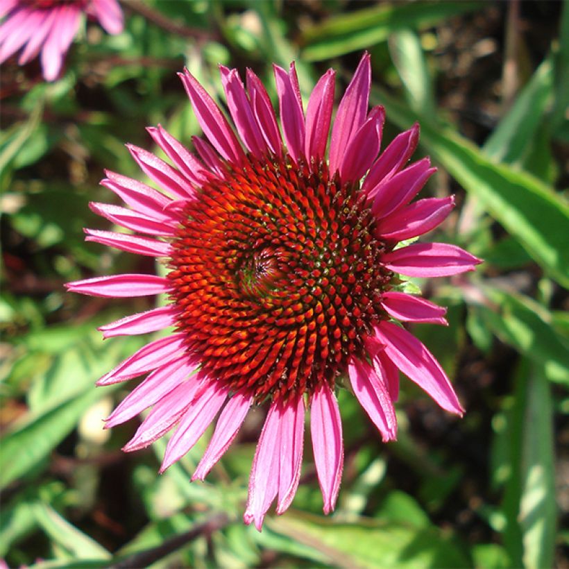 Echinacea purpurea Vintage Wine - Rode zonnehoed (Flowering)