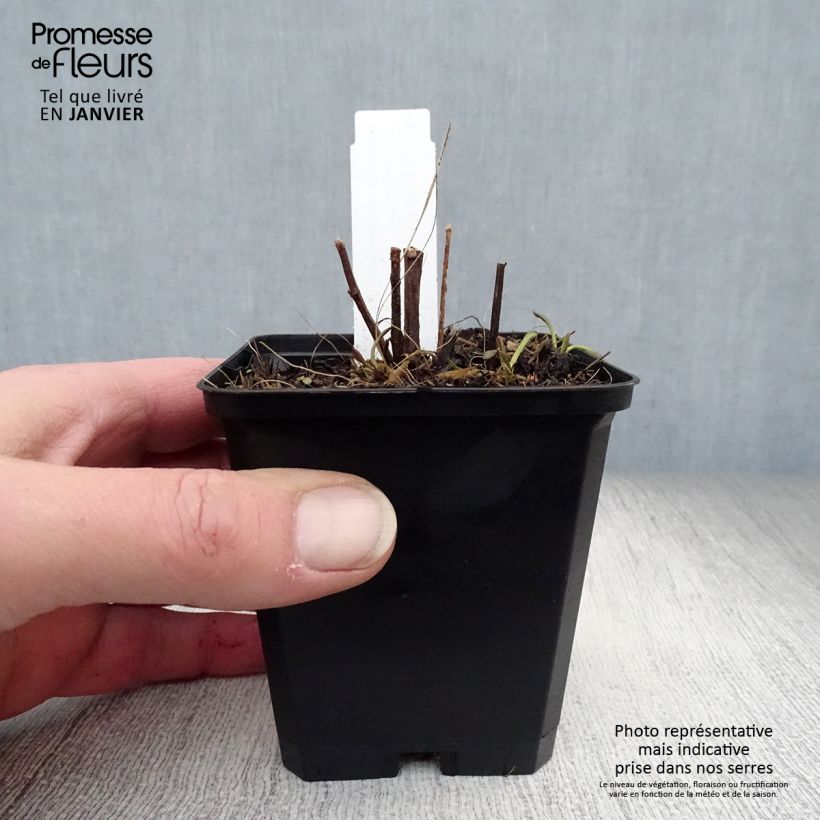 Example of Rudbeckia subtomentosa Henry Eilers - Zonnehoed Kweekpotje van 8/9 cm as you get in hiver