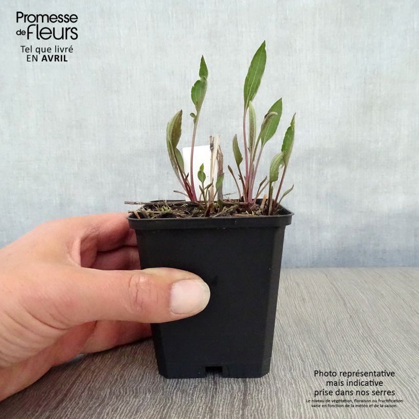 Exemplaar van Rudbeckia subtomentosa Henry Eilers - Zonnehoed Kweekpotje van 8/9 cm zoals geleverd in de lente