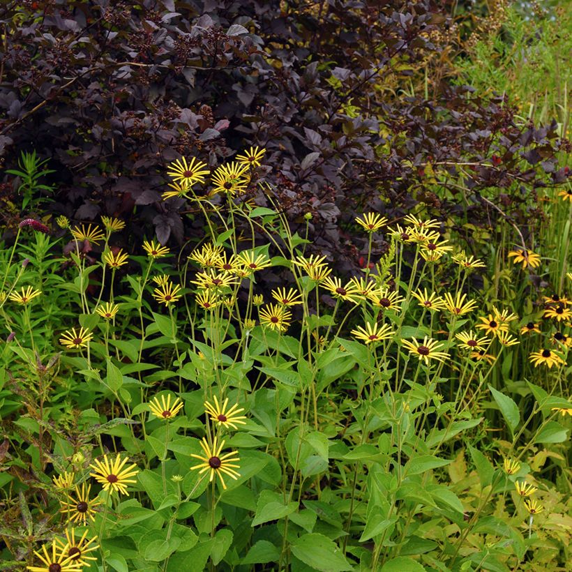 Rudbeckia subtomentosa Henry Eilers - Zonnehoed (Groeiplaats)