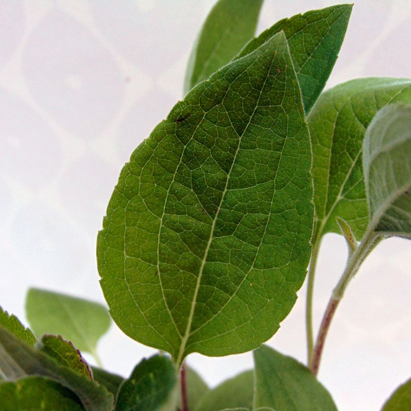 Rudbeckia subtomentosa Little Henry - Zonnehoed (Foliage)