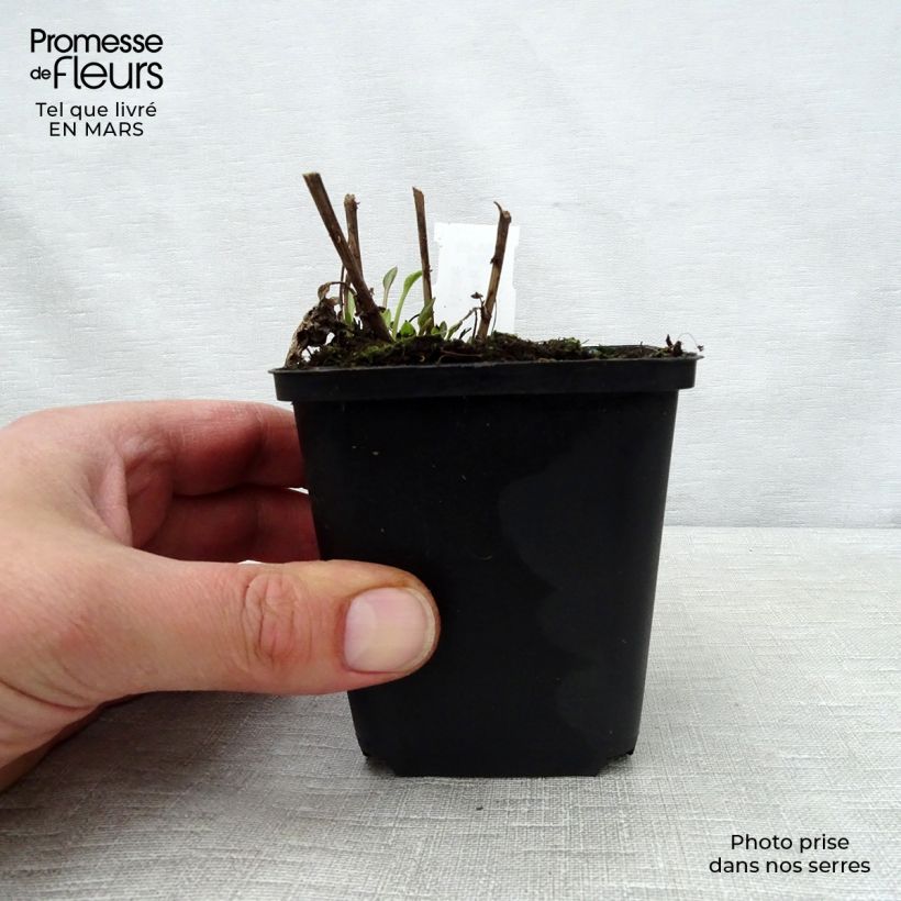 Exemplaar van Rudbeckia subtomentosa Little Henry - Zonnehoed Kweekpotje van 8/9 cm zoals geleverd in de lente