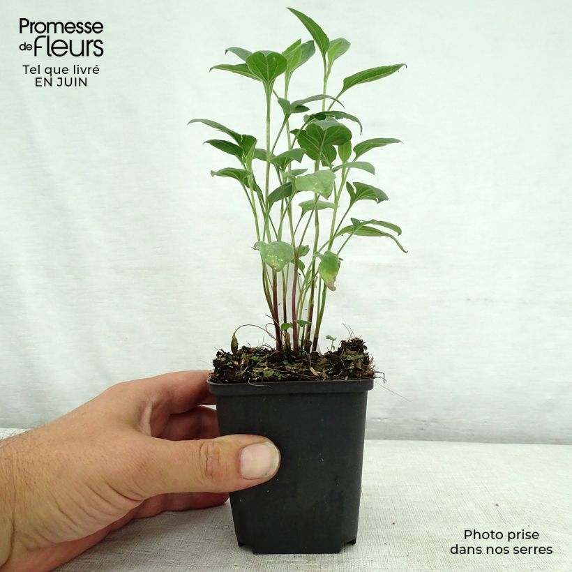 Exemplaar van Rudbeckia subtomentosa Little Henry - Zonnehoed Kweekpotje van 8/9 cm zoals geleverd in de zomer