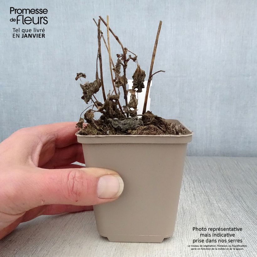 Example of Rudbeckia subtomentosa Little Henry - Rudbeckie Kweekpotje van 8/9 cm as you get in hiver