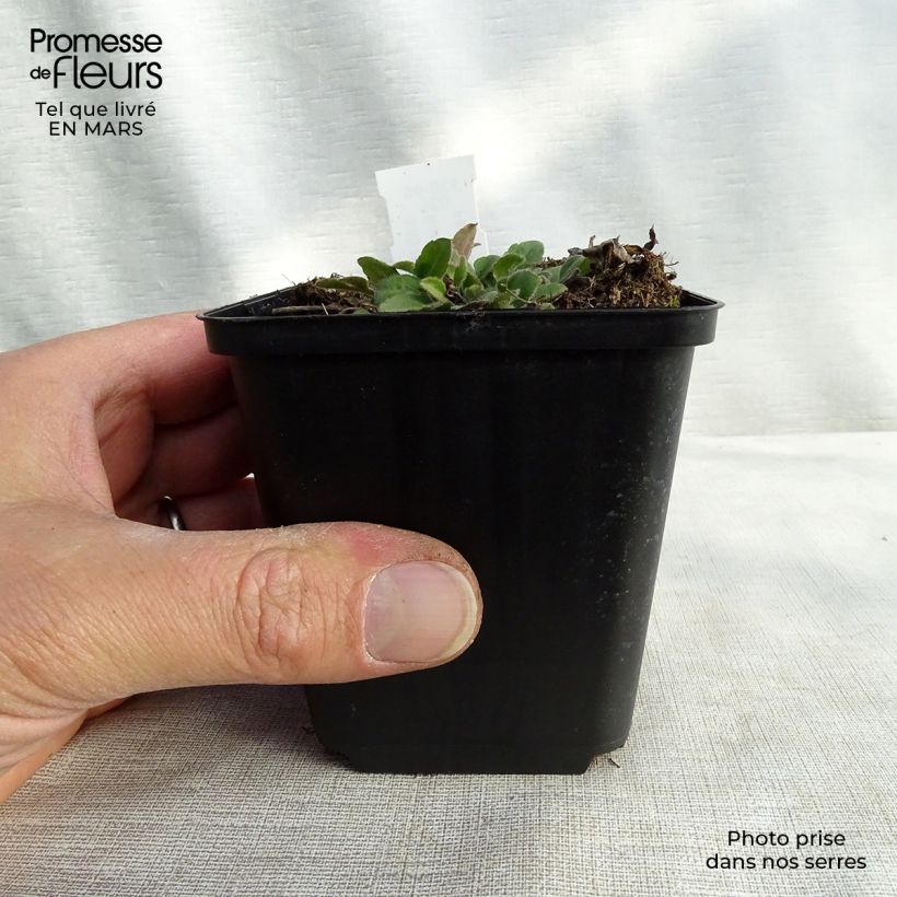 Example of Rudbeckia triloba Prairie Glow - Zonnehoed Kweekpotje van 8/9 cm as you get in hiver