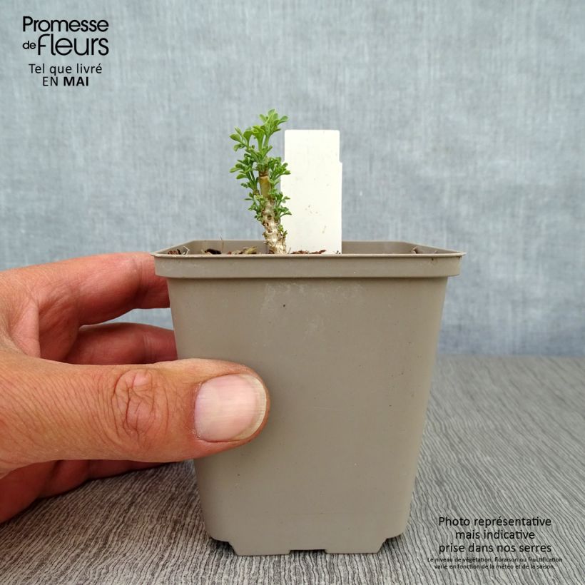 Exemplaar van Ruta graveolens Jackmans blue - Wijnruit Kweekpotje van 8/9 cm zoals geleverd in de lente