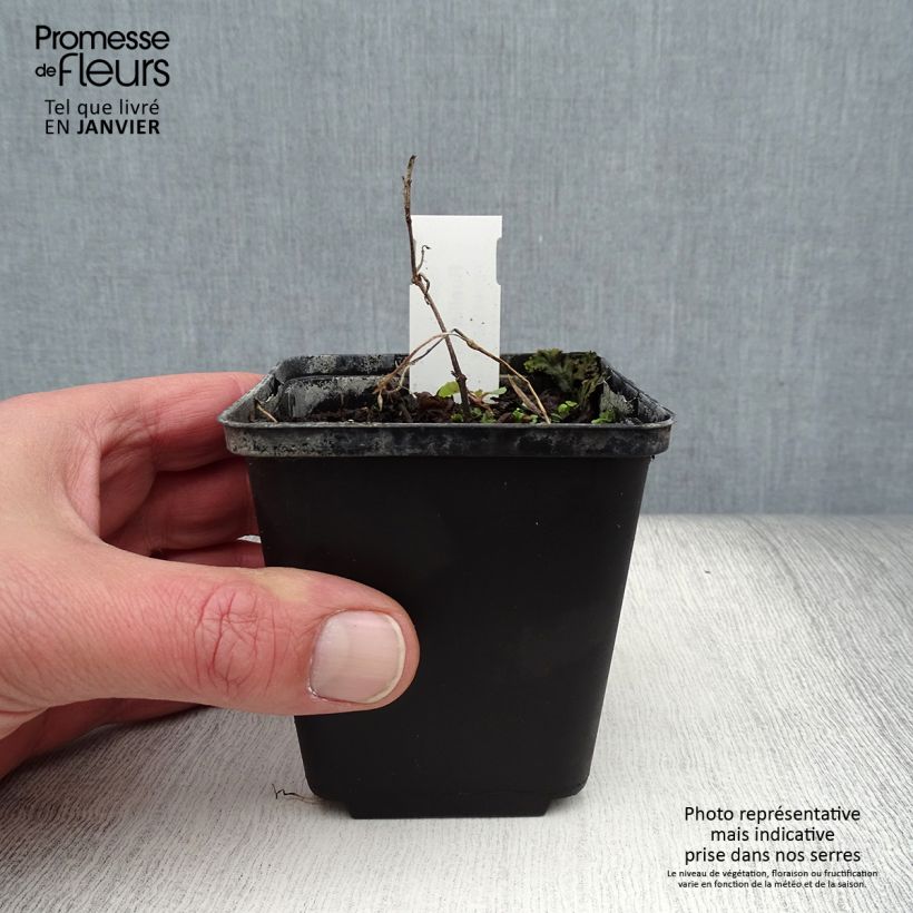 Example of Ruellia humilis - Pétunia sauvage Kweekpotje van 8/9 cm as you get in hiver