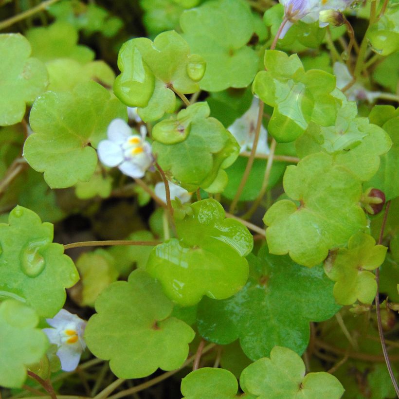 Cymbalaria muralis - Muurleeuwenbek (Foliage)