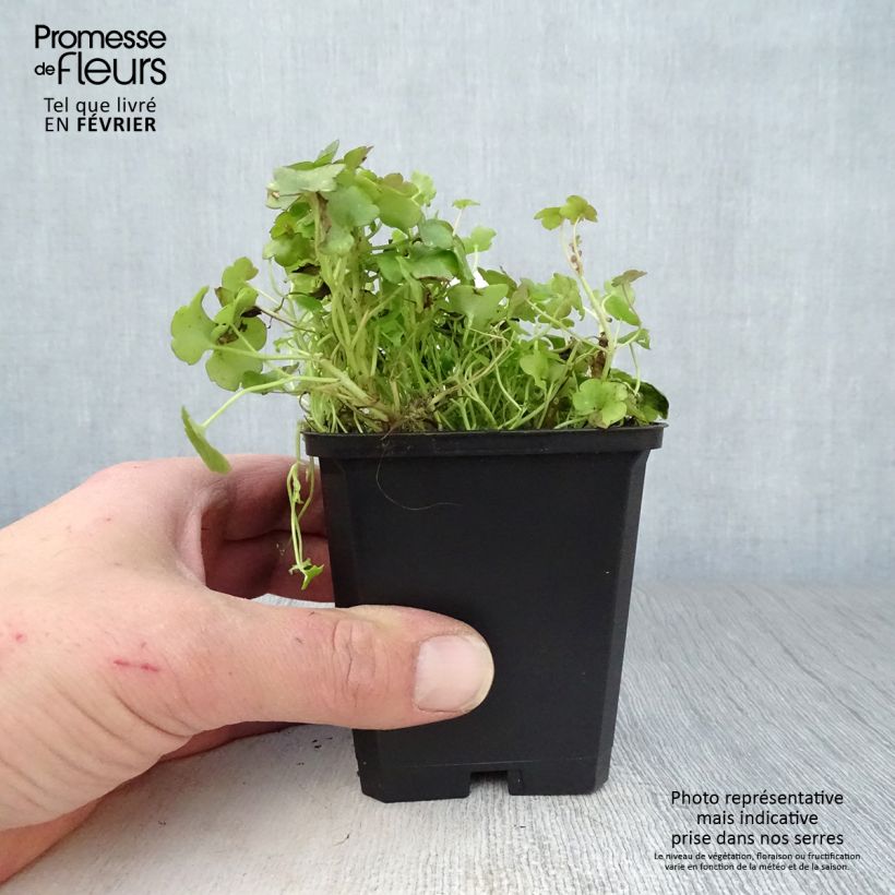 Example of Ruine de Rome - Cymbalaria muralis Kweekpotje van 8/9 cm as you get in hiver