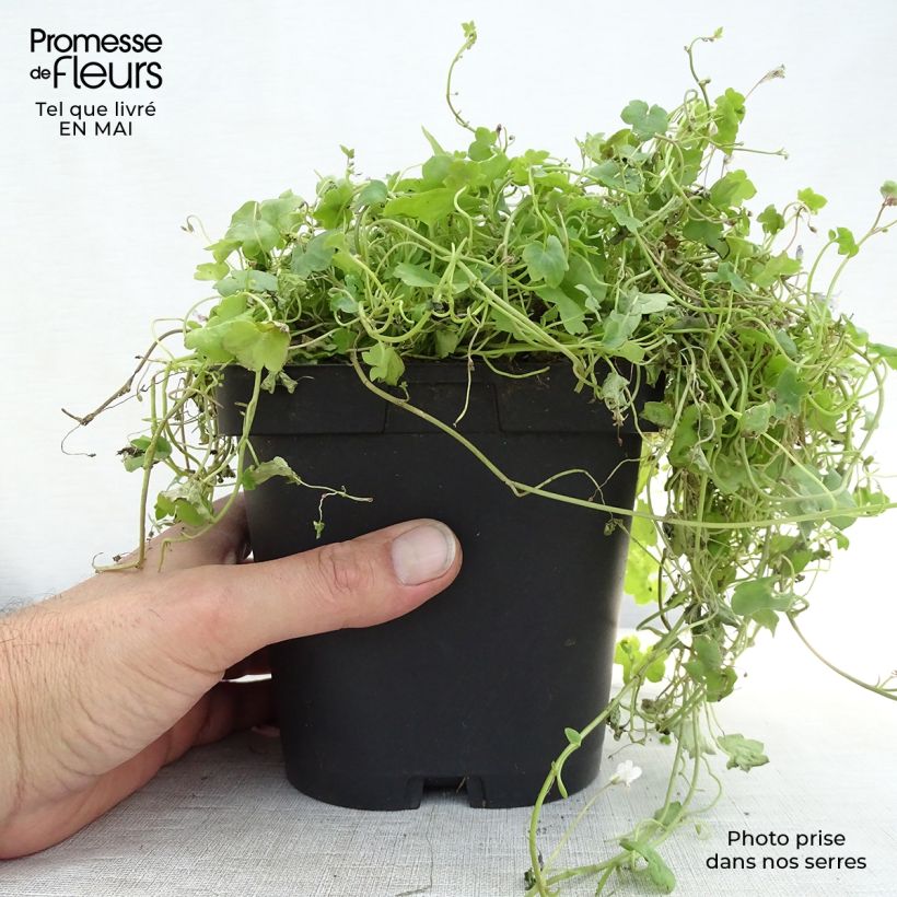 Exemplaar van Cymbalaria muralis - Muurleeuwenbek Kweekpotje van 8/9 cm zoals geleverd in de lente