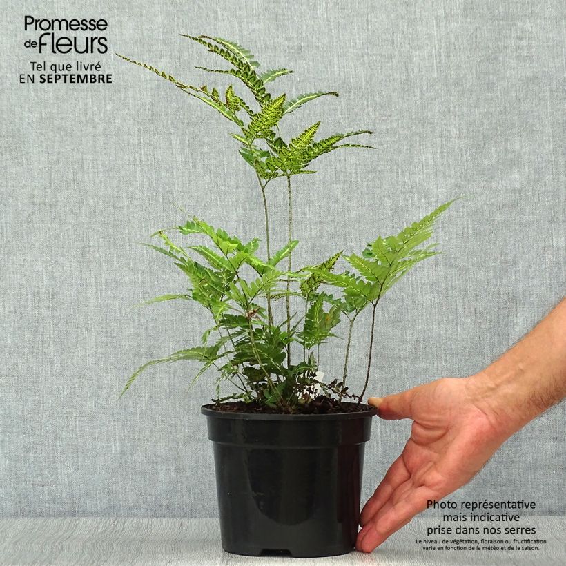 Exemplaar van Rumohra adiantiformis Variegata - Ledervaren bont Pot van 2 l/3 l zoals geleverd in de herfst