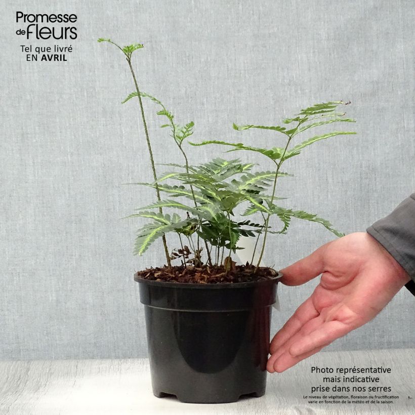 Exemplaar van Rumohra adiantiformis Variegata - Ledervaren bont Pot van 2 l/3 l zoals geleverd in de lente