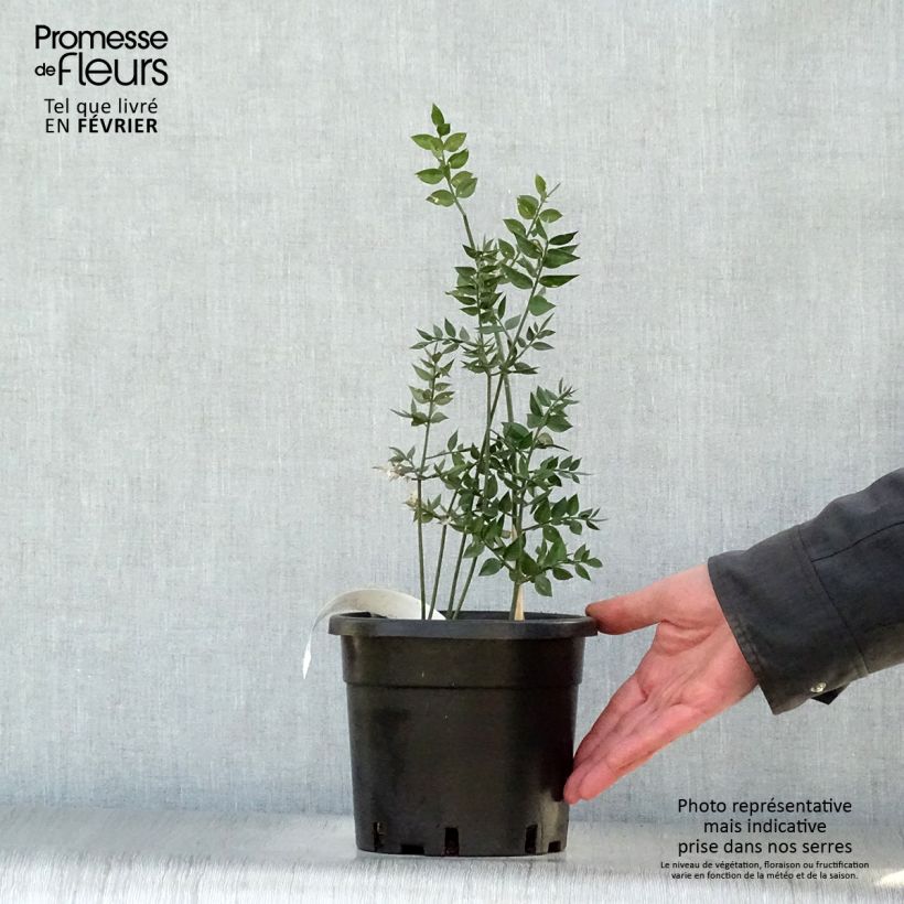 Example of Ruscus aculeatus - Fragon petit houx  Pot van 2 l/3 l as you get in hiver