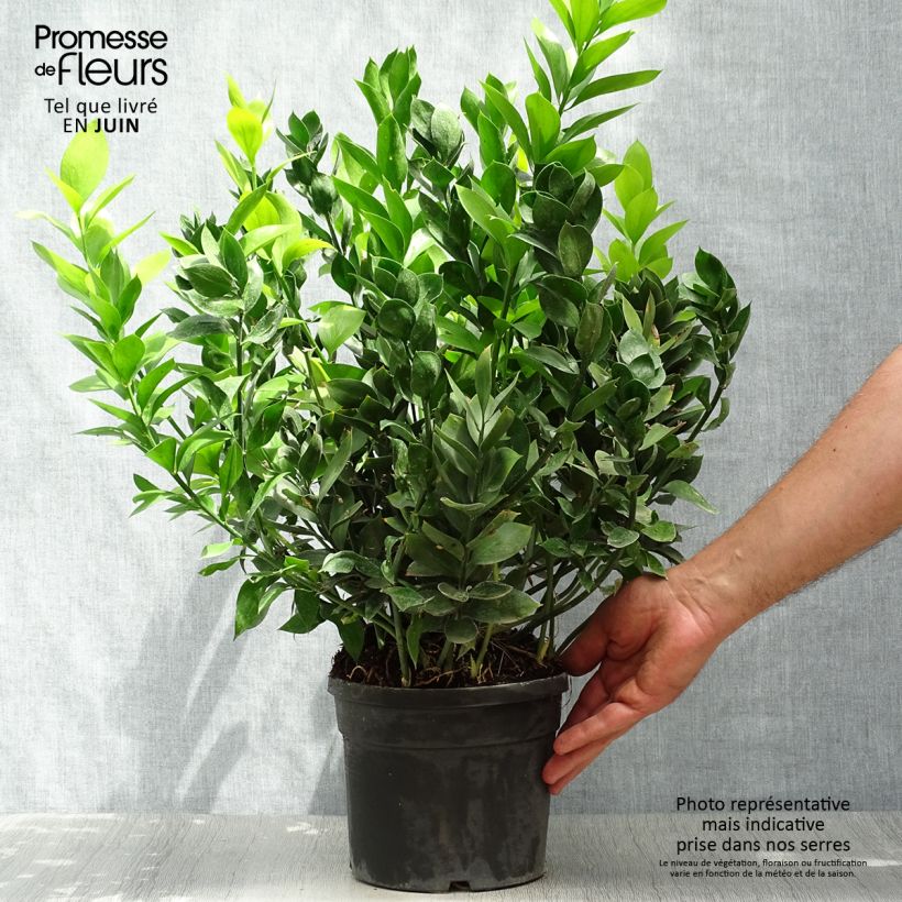 Exemplaar van Ruscus hypoglossum - Muizendoorn Pot van 3 l/4 l zoals geleverd in de zomer