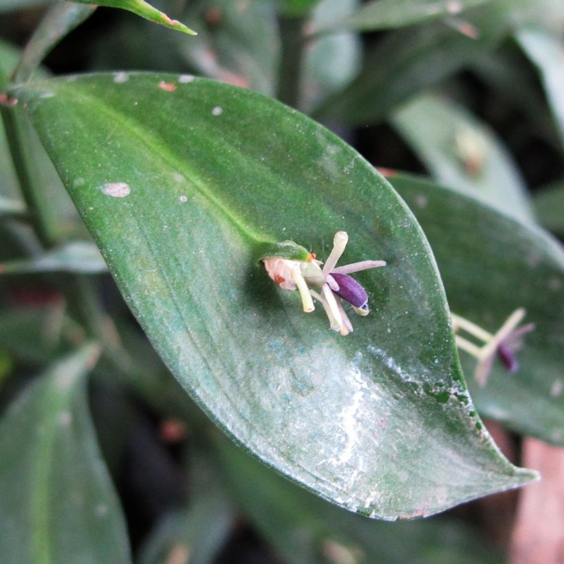 Ruscus hypoglossum - Muizendoorn (Bloei)