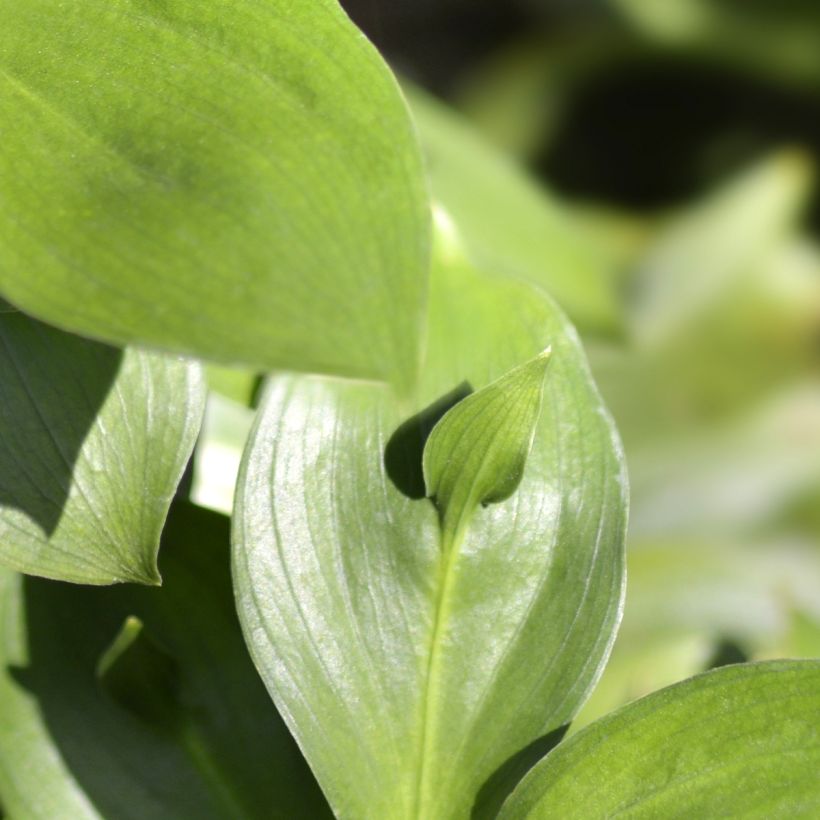 Ruscus hypoglossum - Muizendoorn (Blad)