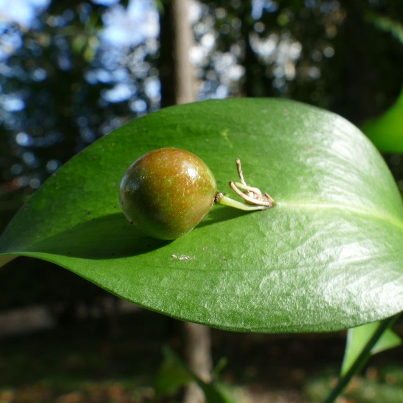 Ruscus hypoglossum - Muizendoorn (Oogst)