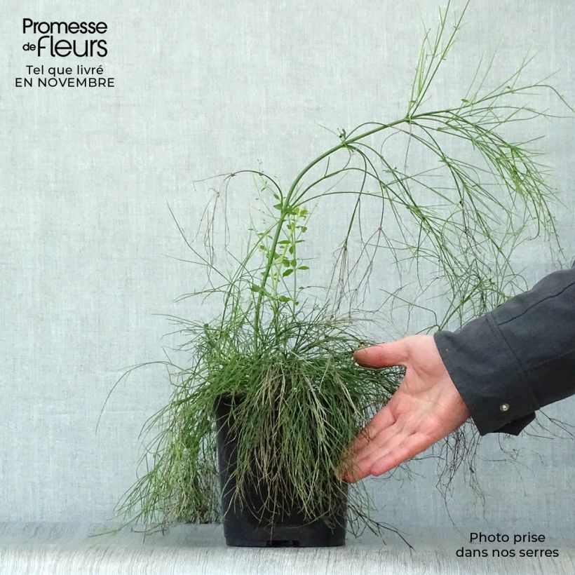 Exemplaar van Russelia equisetiformis - Vuurwerkplant Pot van 3 l/4 l zoals geleverd in de herfst