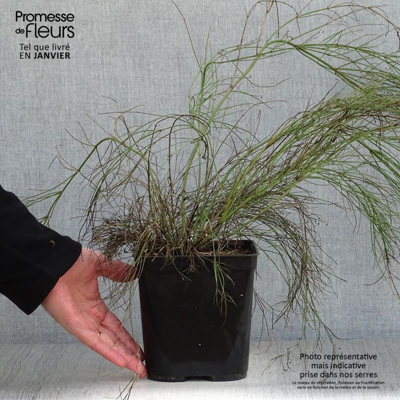 Example of Russelia equisetiformis - Vuurwerkplant Pot van 3 l/4 l as you get in hiver
