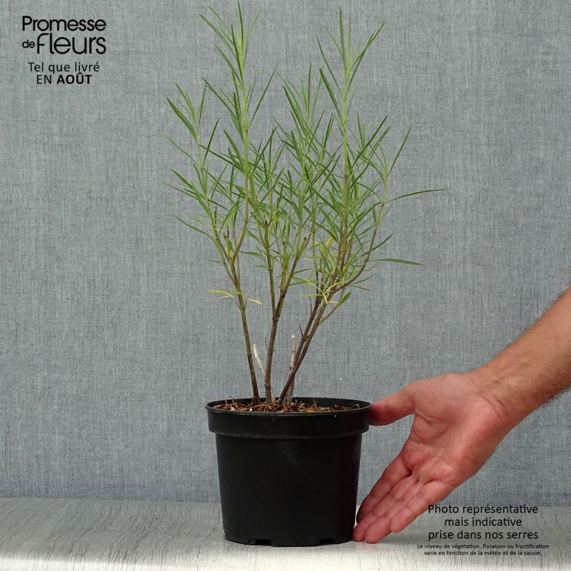 Exemplaar van Salvia reptans West Texas form - Salie Pot van 2 l/3 l zoals geleverd in de zomer