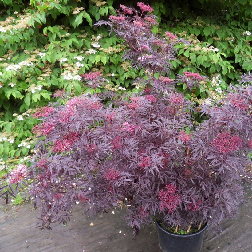 Sambucus nigra Cherry Lace - Gewone vlier (Groeiplaats)