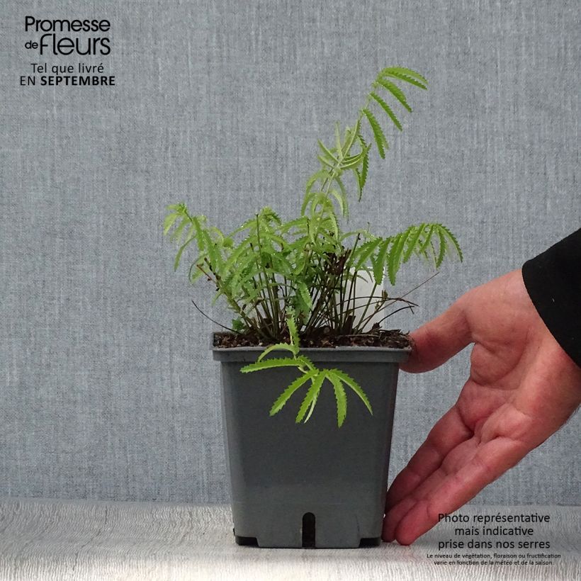 Exemplaar van Sanguisorba tenuifolia Alba - Grote pimpernel Pot van 1 l/1,5 l zoals geleverd in de herfst