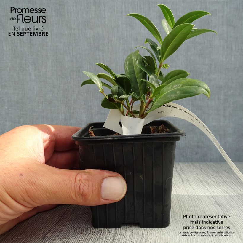 Exemplaar van Sarcococca hookeriana humilis - Vleesbes Kweekpotje van 8/9 cm zoals geleverd in de herfst