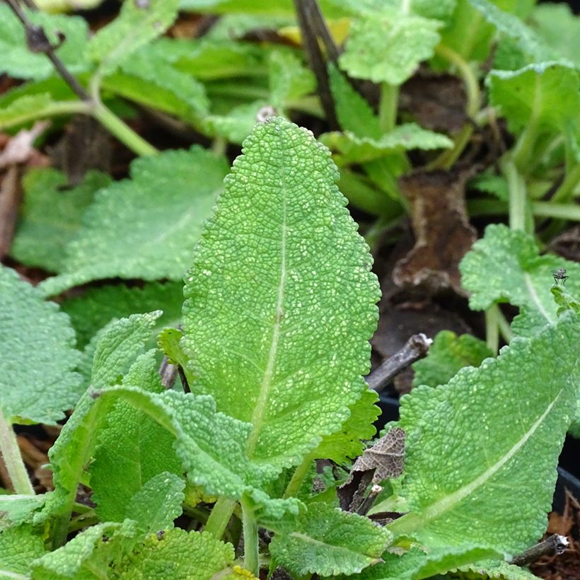 Salvia sylvestris Rhapsody in Blue - Bossalie (Foliage)
