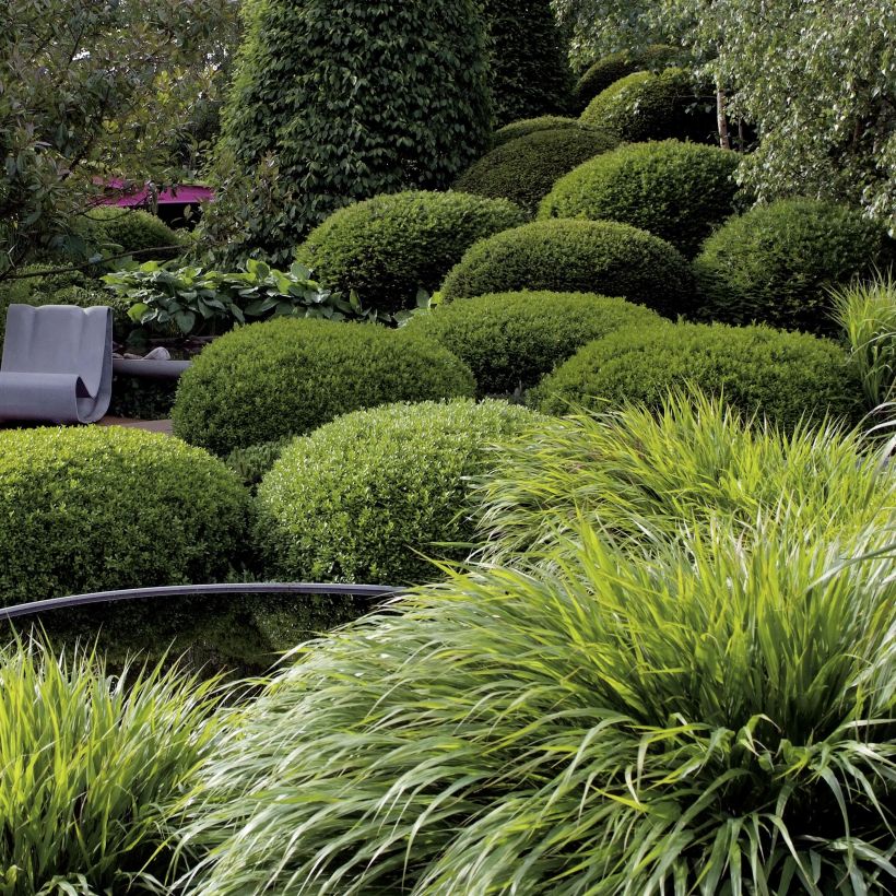 Hakonechloa macra - Japans berggras (Plant habit)