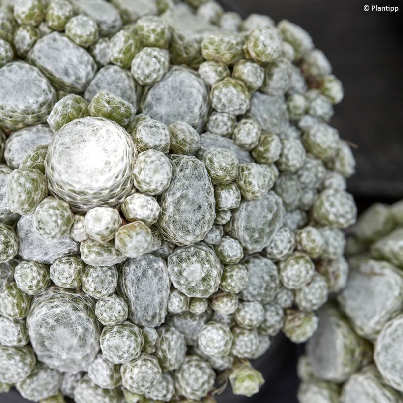 Sempervivum arachnoideum Arctic White - Spinnenwebhuislook (Blad)