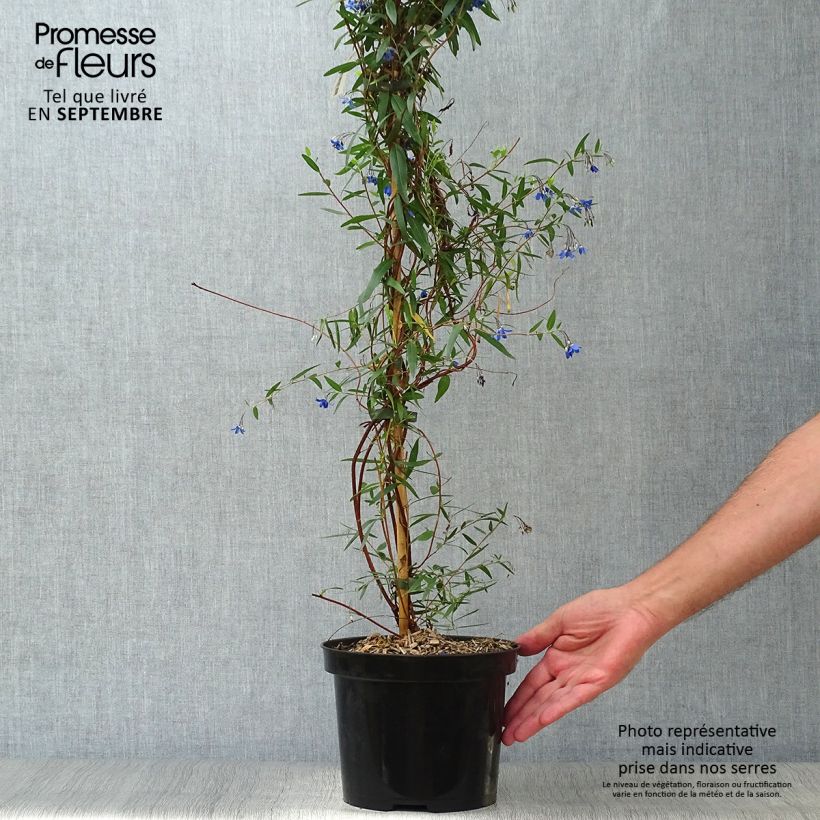 Exemplaar van Sollya heterophylla Ultra Blue Pot de 4L/5L zoals geleverd in de herfst