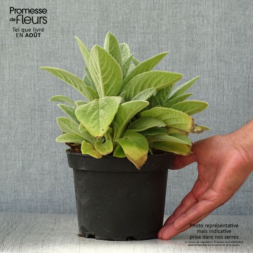 Exemplaar van Stachys byzantina Big Ears - Ezelsoor Pot van 1,5 l/2 l zoals geleverd in de zomer