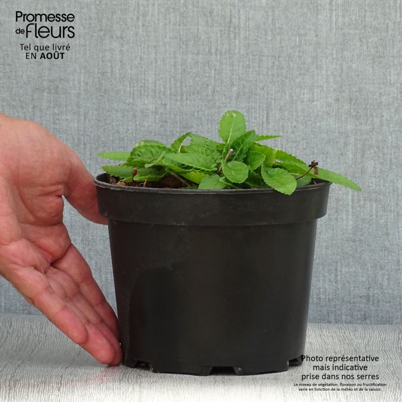 Exemplaar van Stachys monieri Hummelo - Andoorn Pot van 2 l/3 l zoals geleverd in de zomer