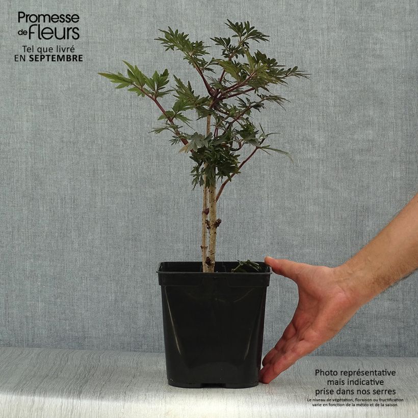 Exemplaar van Sambucus nigra Straight Laced - Gewone vlier Pot van 3 l/4 l zoals geleverd in de herfst
