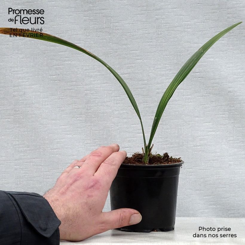 Exemplaar van Sabal bermudana - Sabalpalm Pot van 12 cm / 13 cm zoals geleverd in de winter