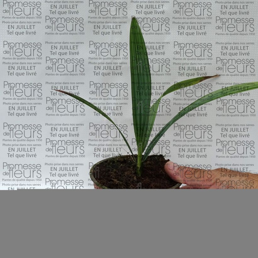 Exemplaar van Sabal causarium - Sabalpalm Pot van 12 cm / 13 cm zoals geleverd in de zomer