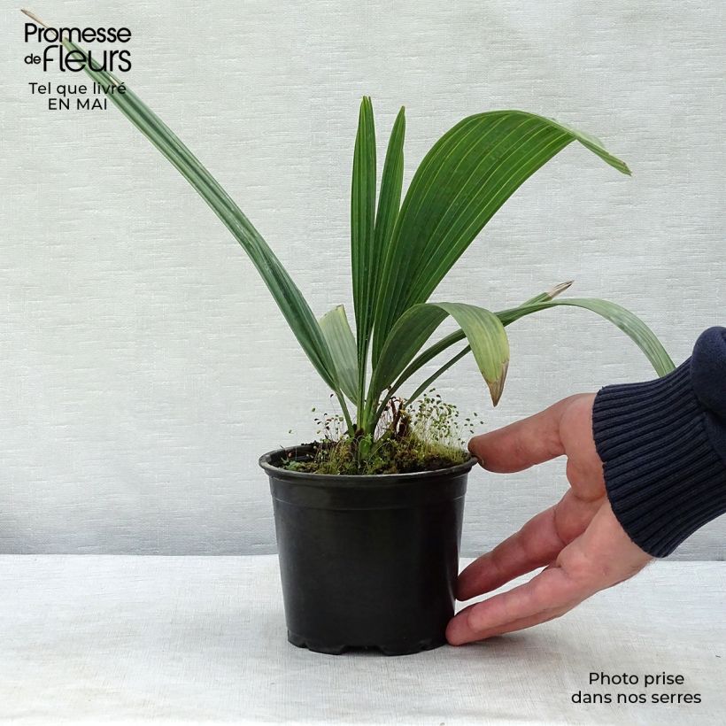 Exemplaar van Sabal causarium - Sabalpalm Pot van 12 cm / 13 cm zoals geleverd in de lente