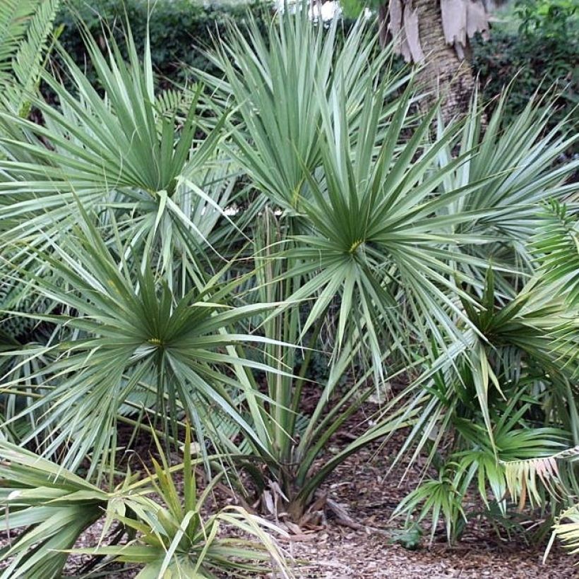 Sabal etonia - Sabalpalm (Groeiplaats)