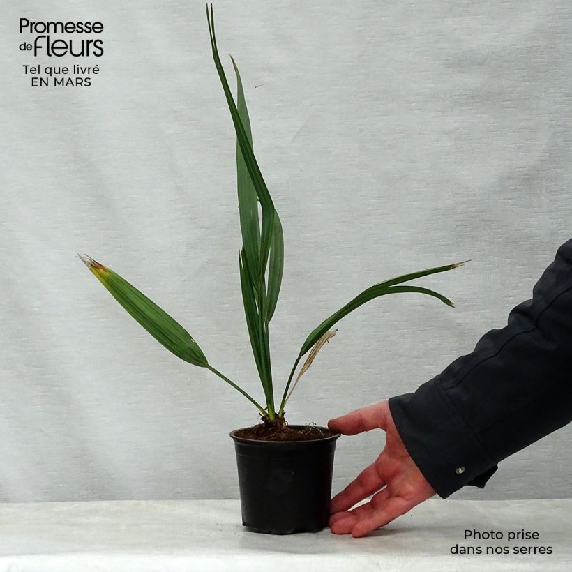 Exemplaar van Sabal etonia - Sabalpalm Pot van 12 cm / 13 cm zoals geleverd in de lente