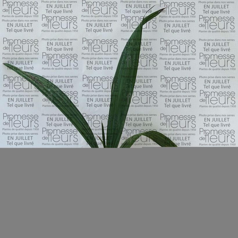 Exemplaar van Sabal maritima - Sabalpalm Pot van 12 cm / 13 cm zoals geleverd in de zomer