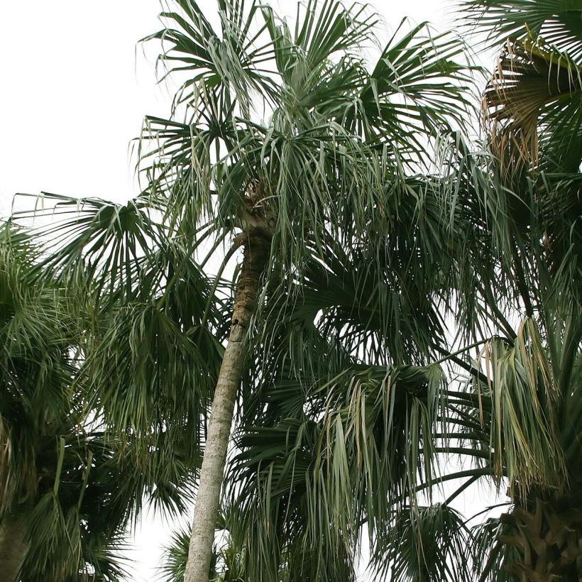 Sabal mauritiiformis - Sabalpalm (Plant habit)