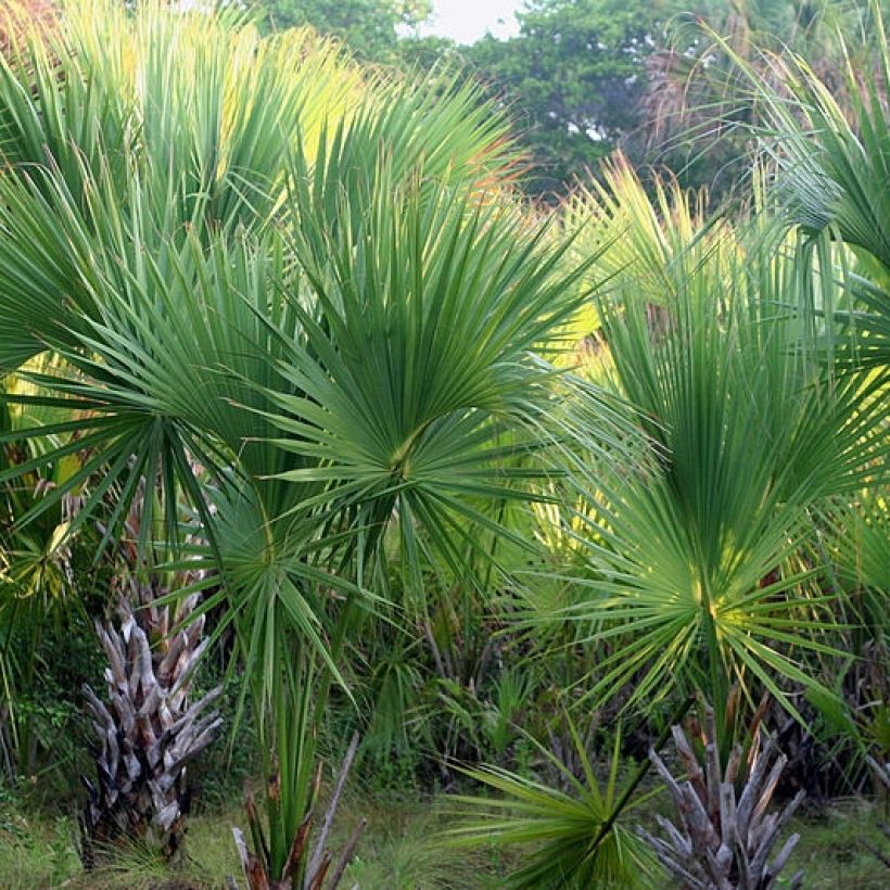 Sabal mexicana - Sabalpalm (Plant habit)