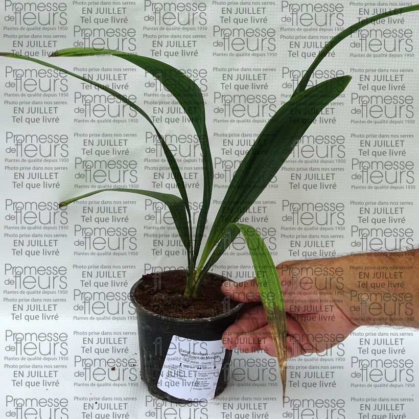 Example of Sabal mexicana - Palmier sombrero du Mexique Pot van 12 cm / 13 cm as you get in ete