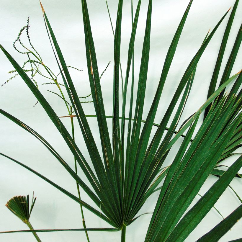 Sabal minor - Dwergpalmetto (Foliage)